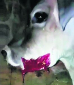 Now, cracker explodes in cow’s mouth in Himachal Pradesh