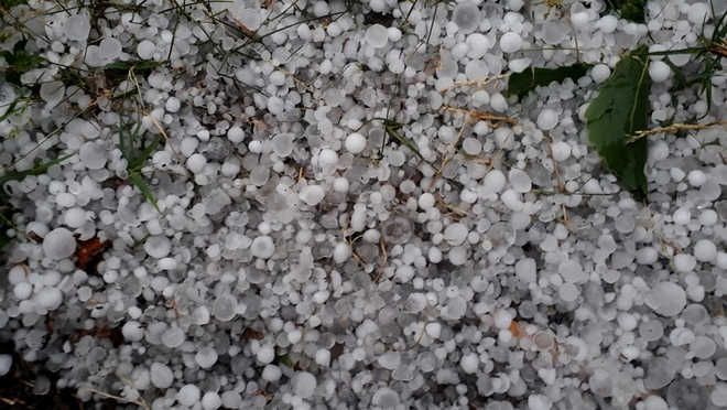 Hail, rain damage fruit, veggie crops in Himachal