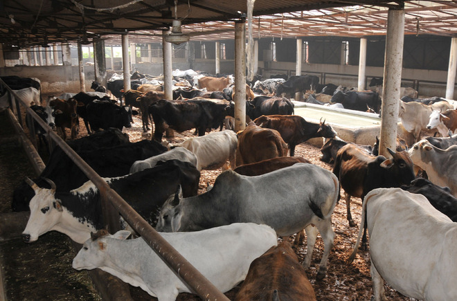 Shelter mgmt of livestock vital during summer: GADVASU