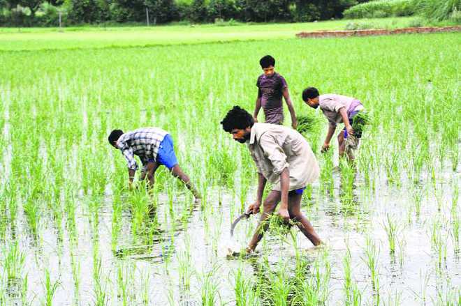 Rain comes as blessing for paddy farmers