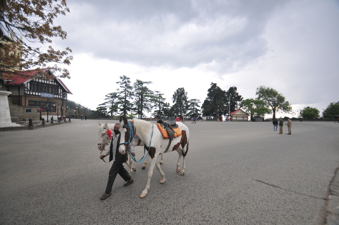Horse owners, lensmen face survival crisis in Shimla, Kufri
