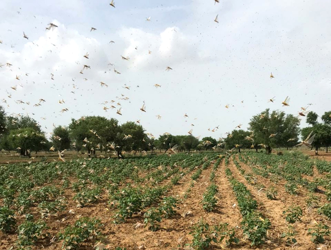 Locusts enter Haryana from Rajasthan, settle in Rewari