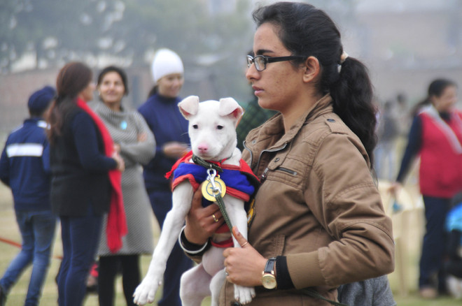 Ludhiana MC to start pets’ registration soon