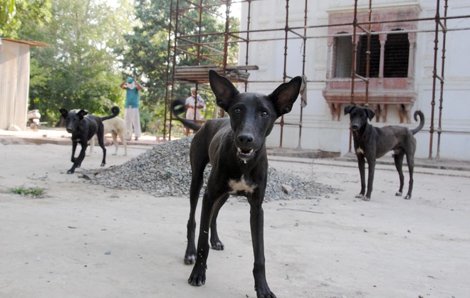 Govt fails to tackle stray dog menace in villages
