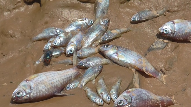 Dead fish found in Sirsa river at Nalagarh industrial cluster