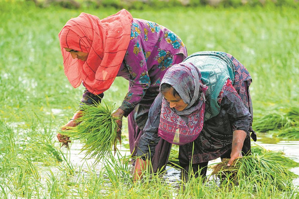 Paddy MSP hiked by Rs 53/quintal