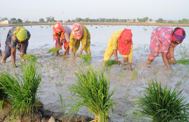 Let down by direct seeding tech, Malwa farmers replant paddy