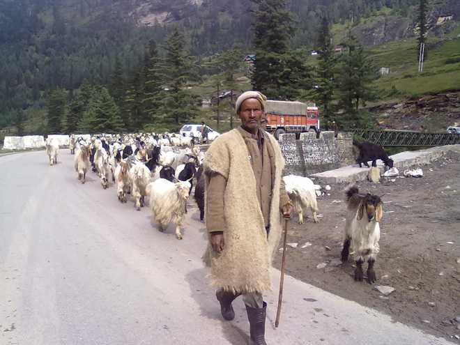 Efforts made to protect shepherds: Himachal Government