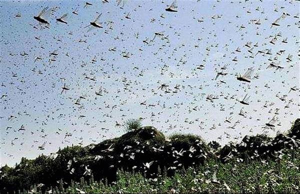 Haryana govt hires drones for spraying pesticide on locust swarms