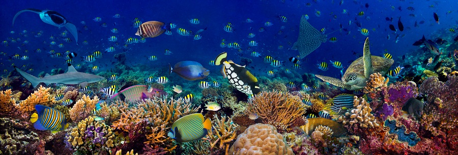 Can you swim through these questions on marine life ?