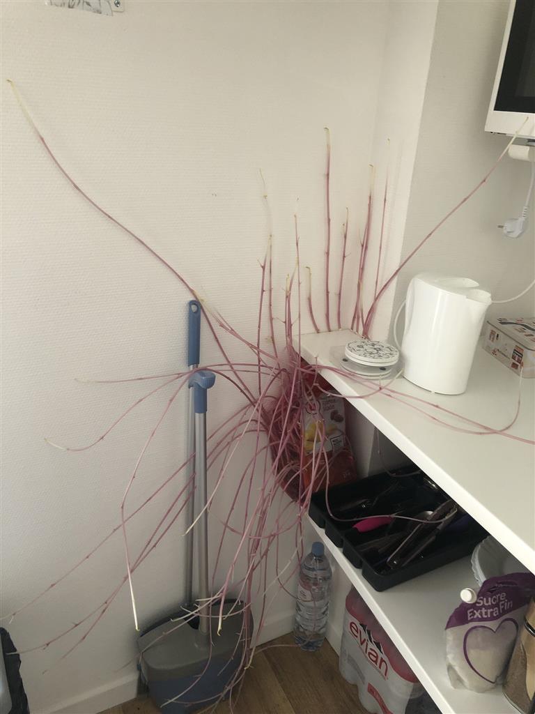Woman returns home to find potatoes with metre-long ‘tentacles’ invading her kitchen, pictures go viral
