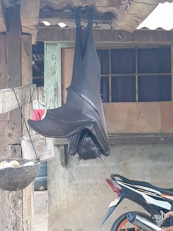 Pictures of 'human-sized' bats spook netizens; Twitter says 'hell no'