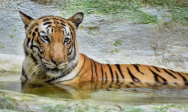 70 per cent of world's tiger population is in India