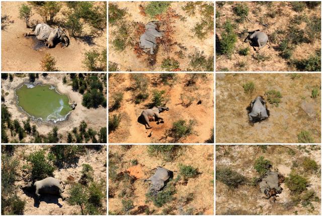 Botswana's investigation into mysterious death of over 350 elephants hampered by COVID-19