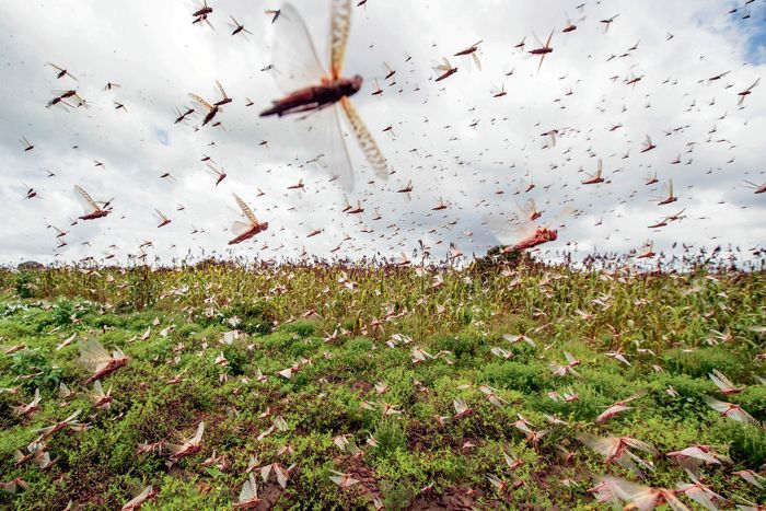 Locust attacks posing serious threat to food security in parts of East Africa, India: WMO