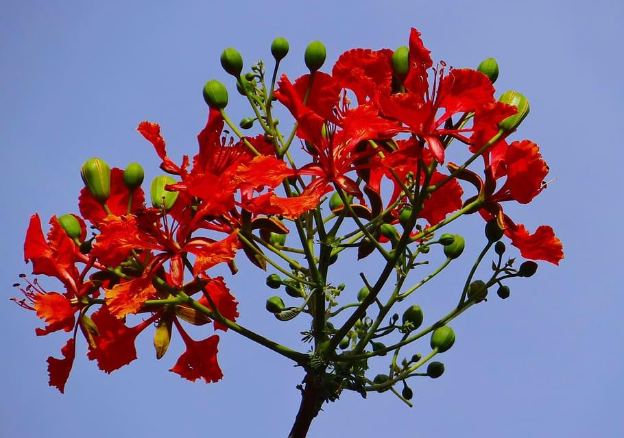 Gulmohar — Canopy of red regalia