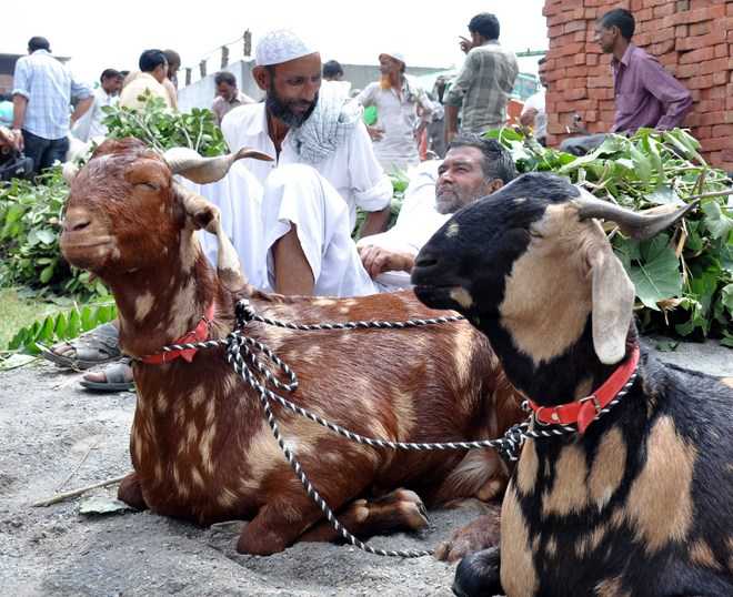 Very few buyers and sellers in animal markets ahead of Bakrid