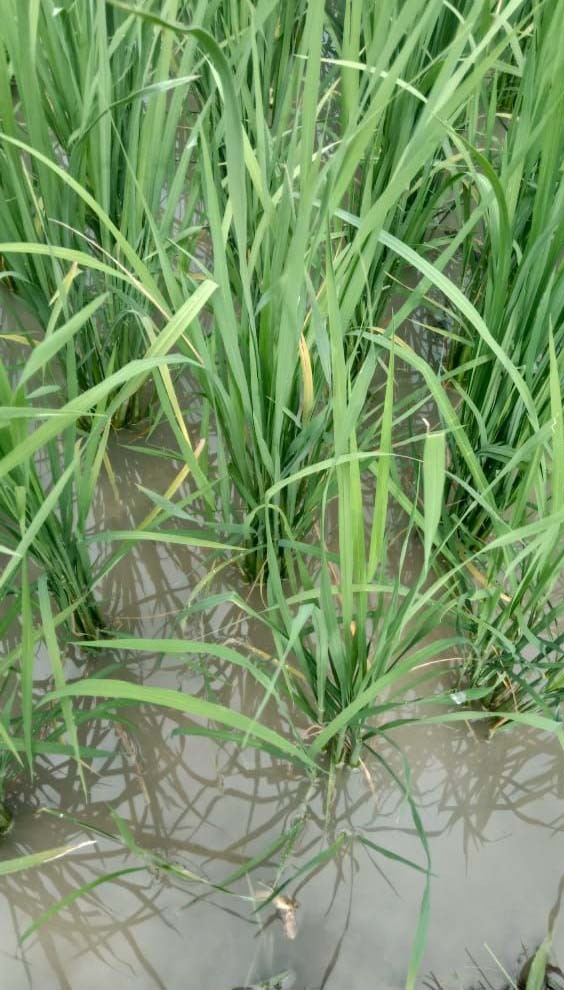 Seed-borne fungal disease attacks paddy crop in Karnal