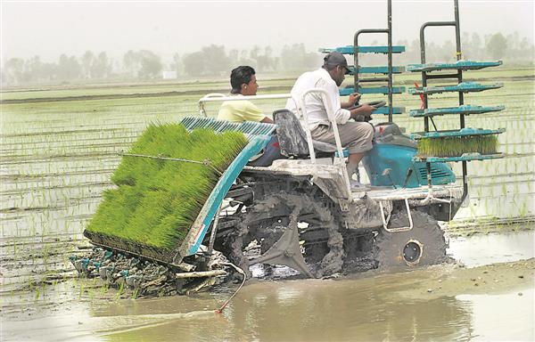 Rs 38-cr paddy missing from mills
