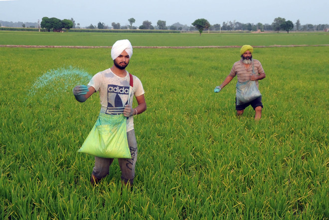 Study flags excess pesticide use by rice, cotton growers in Punjab, Kashmir