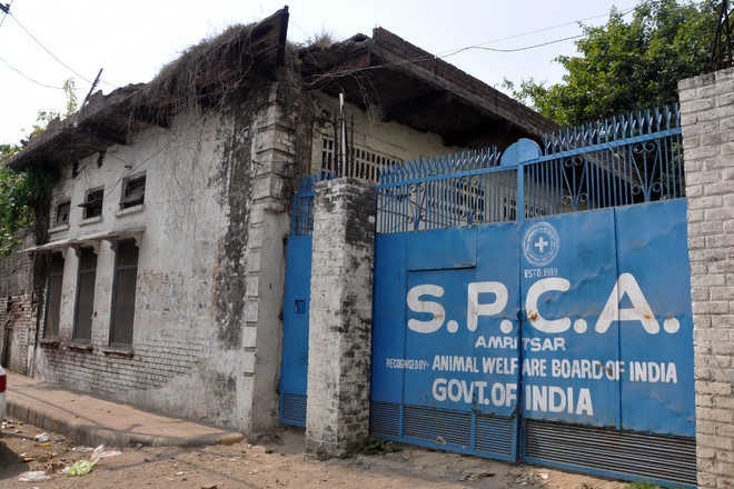 NGO demands permission to manage SPCA shelter home