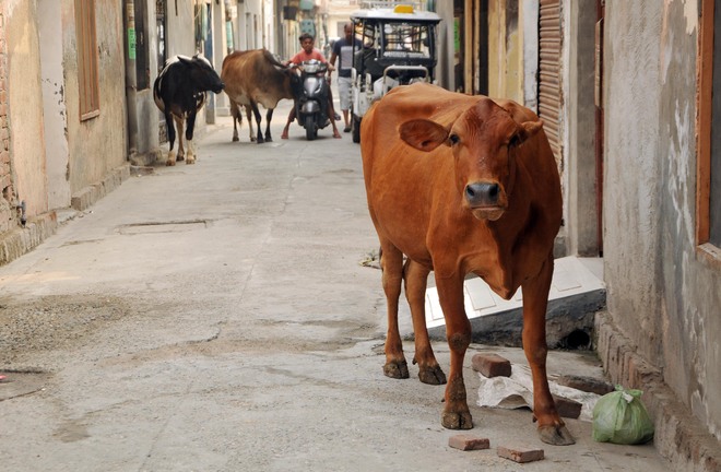 MC collects cow cess but stray cattle continue to rule Amritsar roads