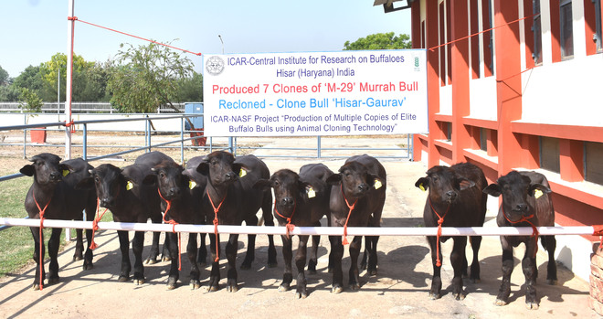 Elite bulls cloned at CIRB