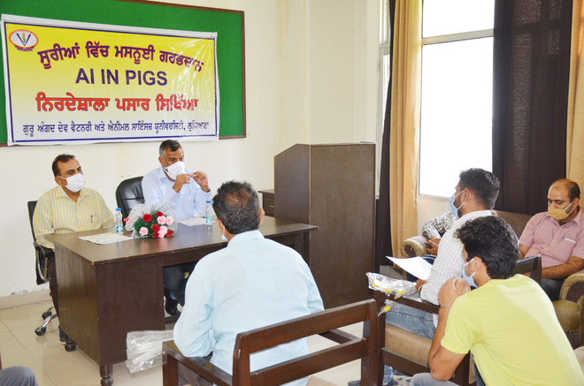 Training on artificial insemination in pigs