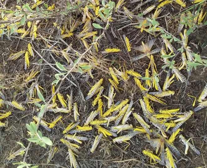 Agriculture Department on alert as locust swarm spotted in Sirsa district