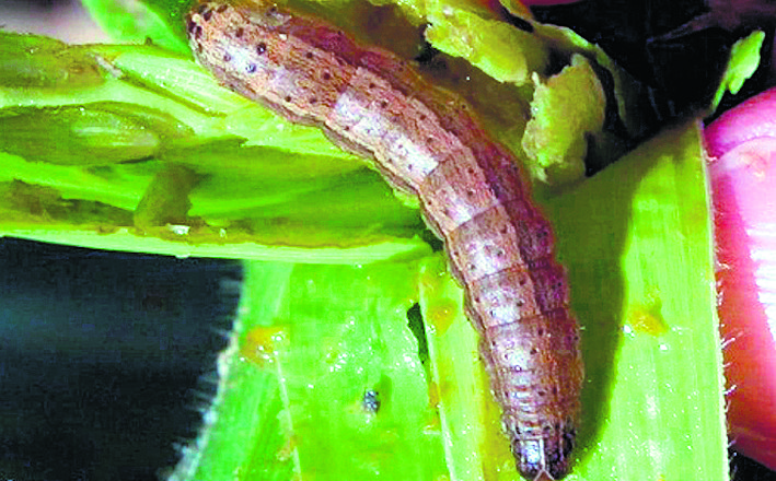 Pest attacks maize crop in Sirmaur