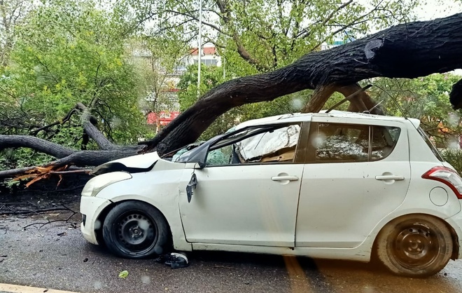 Tree falls on car in Mohali, 1 hurt