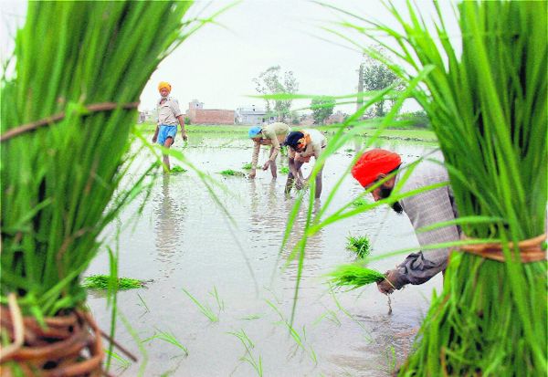 Paddy growers sweat it out in fields as labour in short supply
