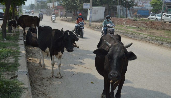 MC fails to rid Ludhiana roads of stray cattle menace