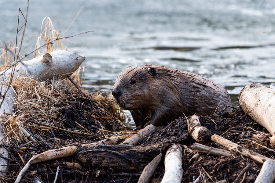 After 400 years, beavers allowed back in the wild in England for good