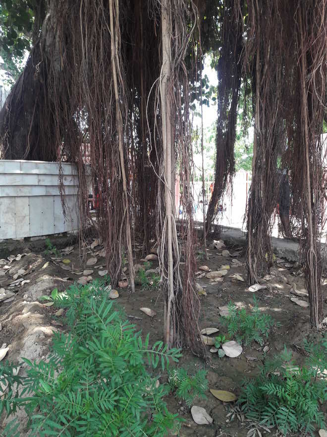 Crowd-funding initiative helps save banyan tree in Goa
