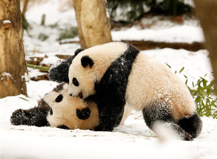 ‘The whole world celebrates’ on-camera birth of panda cub; watch