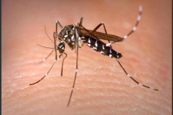 31 dengue cases in Delhi till Aug 1; fever clinics set up, campaign intensified