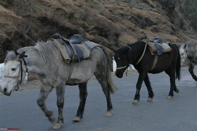 Himachal saved the day for endangered Chamurthi horses