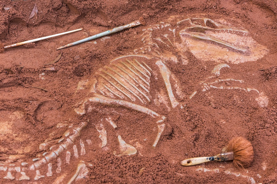 British fossil hunters find bones of new dinosaur species, cousin to T.Rex