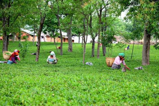 Kanwar for  coffee, tea cultivation in Kutlehar