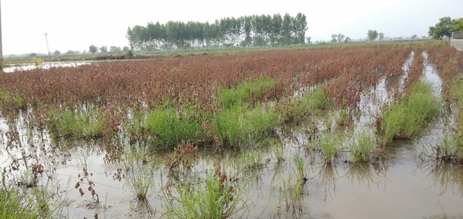 Cotton on 50K acres damaged in Haryana