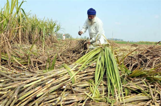 Farmers' union chides Centre for nominal hike in sugar cane MSP