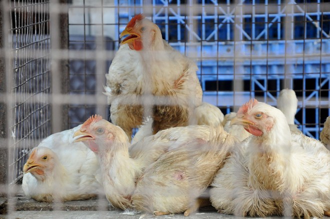 No end to woes of poultry farmers, suffer huge losses
