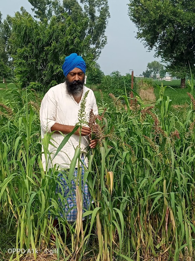 Amid pandemic, farmers growing millets to boost immunity