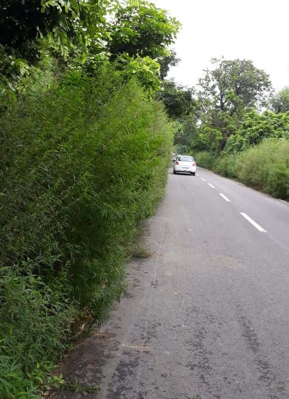 Thick vegetation blocks road