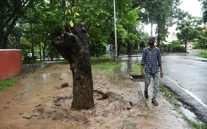 Uprooted trees in Chandigarh get new life
