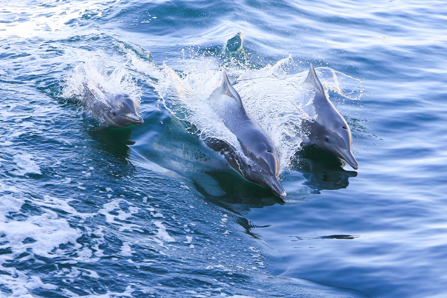Rare dolphins return to Hong Kong as coronavirus halts ferry traffic