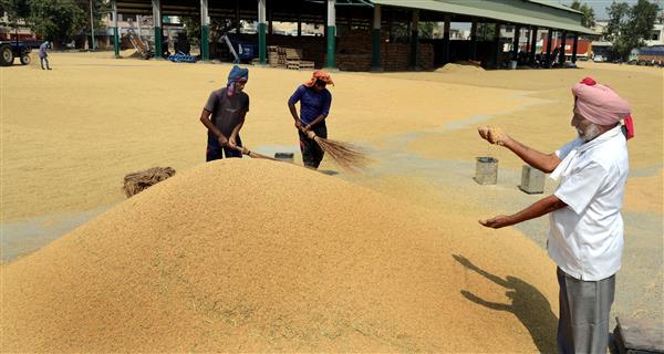 5,637 MT paddy at MSP of Rs 1,868 procured from Haryana, Punjab farmers:  Centre