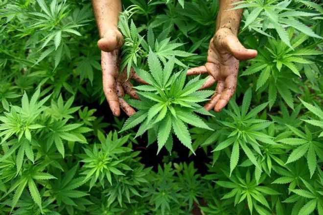 Delhi cops confiscate 160 kg marijuana but only report 1 kg while selling off the rest