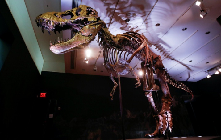 One of largest known T. rex skeletons up for auction at Christie’s